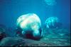 West Indian Manatee (Trichechus manatus)