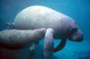 West Indian Manatee mother and calf (Trichechus manatus)