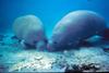 West Indian Manatee (Trichechus manatus)