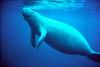 West Indian Manatee (Trichechus manatus)