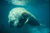 West Indian Manatee mother and calf (Trichechus manatus)