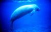 West Indian Manatee (Trichechus manatus)