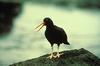 Black Oystercatcher (Haematopus bachmani)