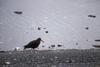 Black Oystercatcher (Haematopus bachmani)