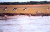 American Oystercatcher flock (Haematopus palliatus)