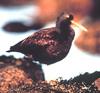 Black Oystercatcher (Haematopus bachmani)