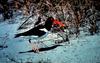 American Oystercatcher (Haematopus palliatus)