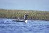 Arctic Loon & chick (Gavia arctica)