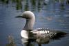 Arctic Loon & chicks (Gavia arctica)