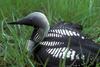 Arctic Loon on nest (Gavia arctica)