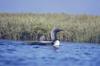 Arctic Loon & chick (Gavia arctica)