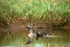 Red-throated Loon & chick (Gavia stellata)