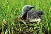 Red-throated Loon on nest (Gavia stellata)