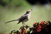 Northern Mockingbird (Mimus polyglottos)