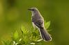 Northern Mockingbird (Mimus polyglottos)