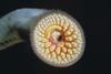 Sea Lamprey (Petromyzon marinus)