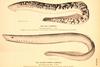 Sea Lamprey (Petromyzon marinus)