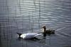 Bonaparte's Gulls (Larus philadelphia)