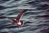 California Gull juvenile (Larus californicus)