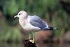 Common Gull (Larus canus)