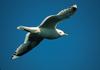 Common Gull flying (Larus canus)