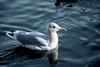 Glaucous-winged Gull (Larus glaucescens)