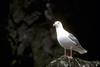 Glaucous-winged Gull (Larus glaucescens)