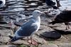 Glaucous-winged Gull (Larus glaucescens)