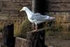 Glaucous-winged Gull (Larus glaucescens)