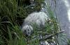 Glaucous-winged Gull chick (Larus glaucescens)