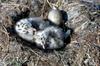 Glaucous-winged Gull brood (Larus glaucescens)