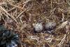 Glaucous-winged Gull eggs (Larus glaucescens)