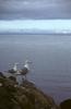 Glaucous-winged Gull pair (Larus glaucescens)