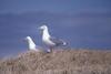 Glaucous-winged Gull pair (Larus glaucescens)