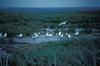 Glaucous-winged Gull flock (Larus glaucescens)