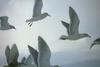 Glaucous-winged Gull flock flying (Larus glaucescens)