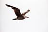 Heermann's Gull in flight (Larus heermanni)