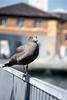 Heermann's Gull (Larus heermanni)