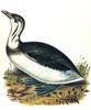 Grebe (Podiceps sp)