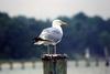 Herring Gull (Larus argentatus)