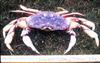 Dungeness Crab (Cancer magister)