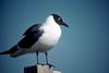 Laughing Gull (Larus atricilla)