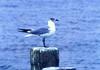 Laughing Gull (Larus atricilla)