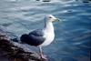 Western Gull (Larus occidentalis)