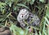 Gull chick (Larus sp.)
