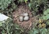 Gull eggs (Larus sp.)