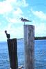 Pelican & Gull (Larus sp.)