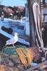 Gull (Larus sp.)
