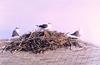 Gulls (Larus sp.)