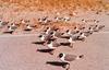Gulls (Larus sp.)